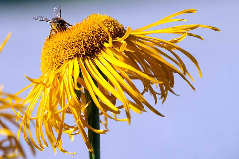 Honigbienen laben sich an den Sommerblumen